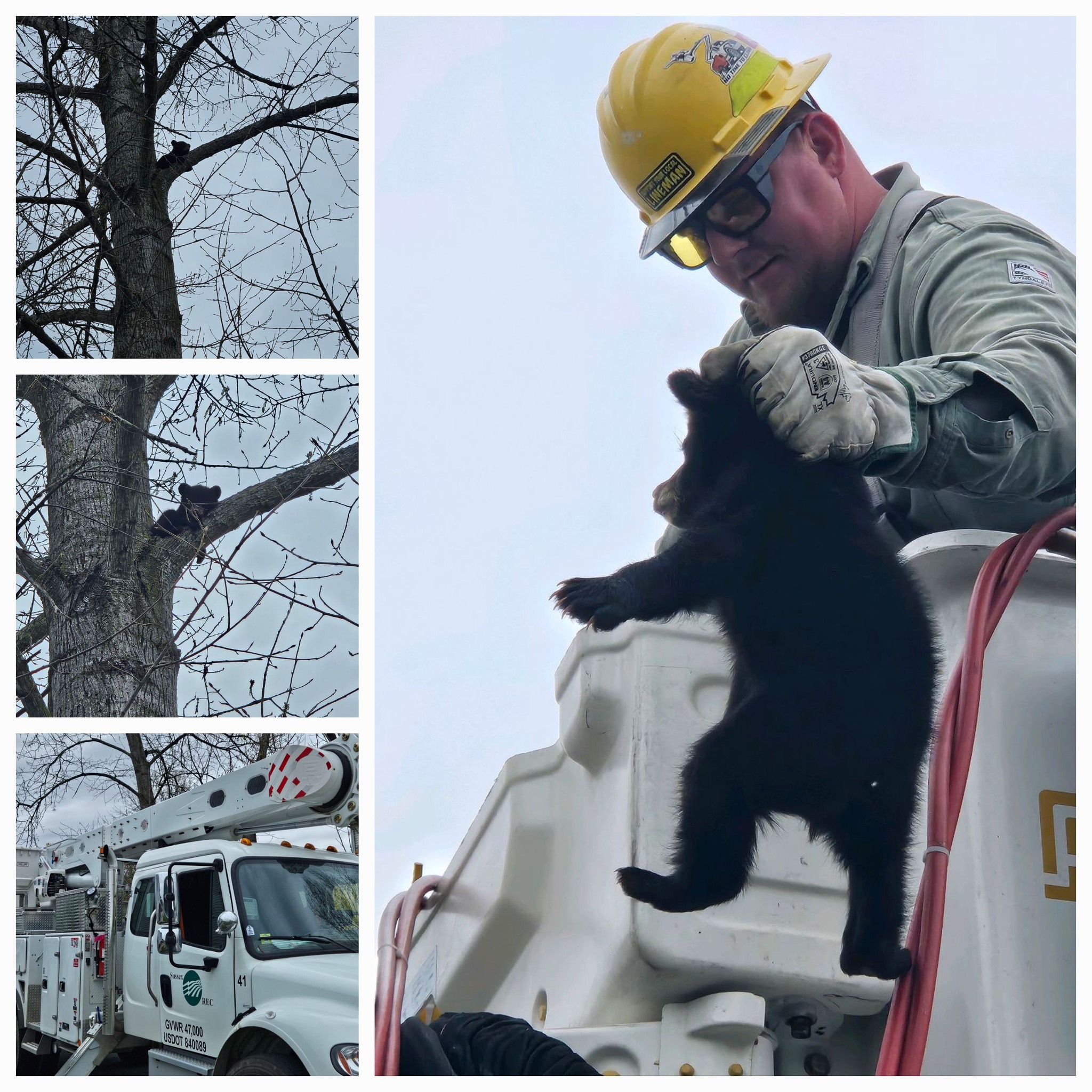 Photos from Sussex REC crew's rescue of an abandoned bear cub stuck in a tree in Vernon