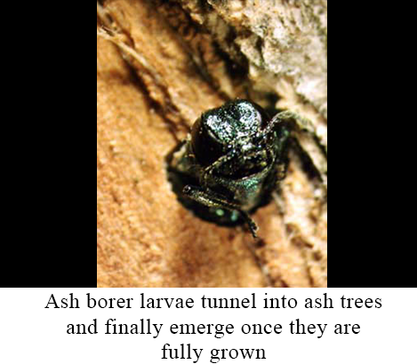 Ash borer larvae tunnel into ash trees and finally emerge once they are fully grown