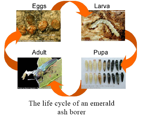 The life cycle of an emerald ash borer