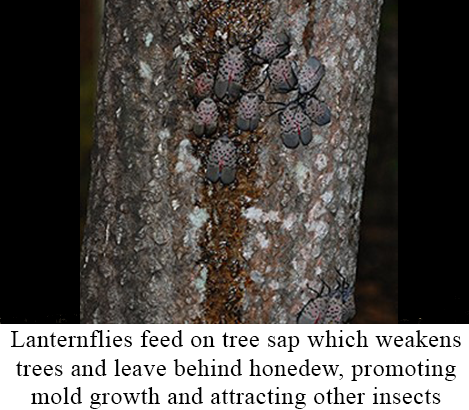 Trees are affected when Lanternflies feed on their sap, which weakens trees and leaves behind honeydew residue, which attracts other insects and promotes mold growth