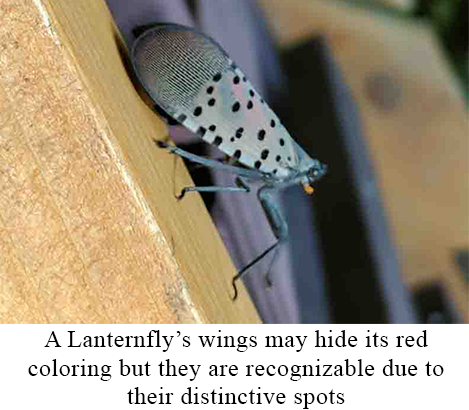 Spotted Lanternflies' wings may block their distinctive red coloring, but they are still recognizable by their spots