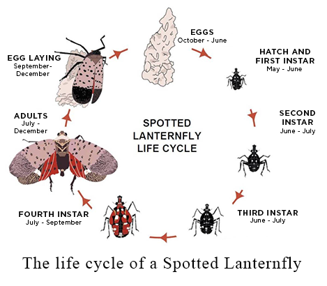 The life cycle of a Spotted Lanternfly