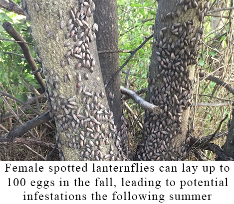 Female spotted lanternflies can lay up to 100 eggs in the fall, leading to a potential infestation the following summer