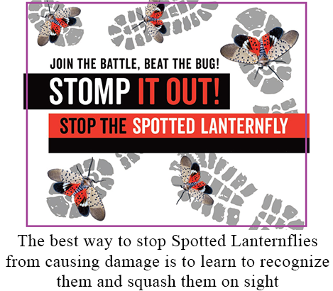 The best way to deal with Spotted Lanternflies is for people to learn to recognize them and to squash them on sight.