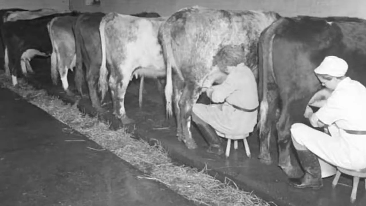 Milking cows by hand was a slow process for many farming families