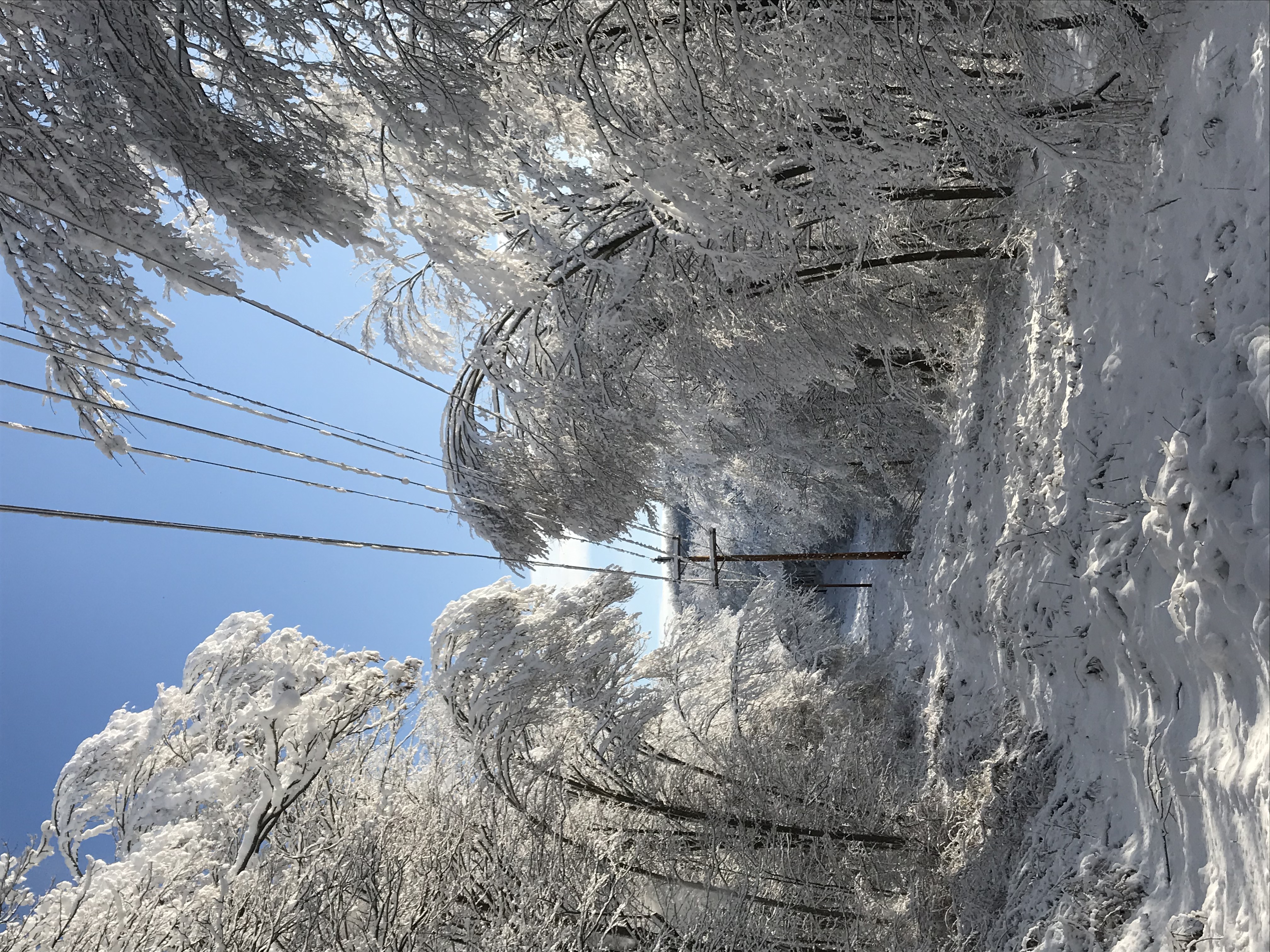 Frozen trees droop over power lines in SREC's right-of-way