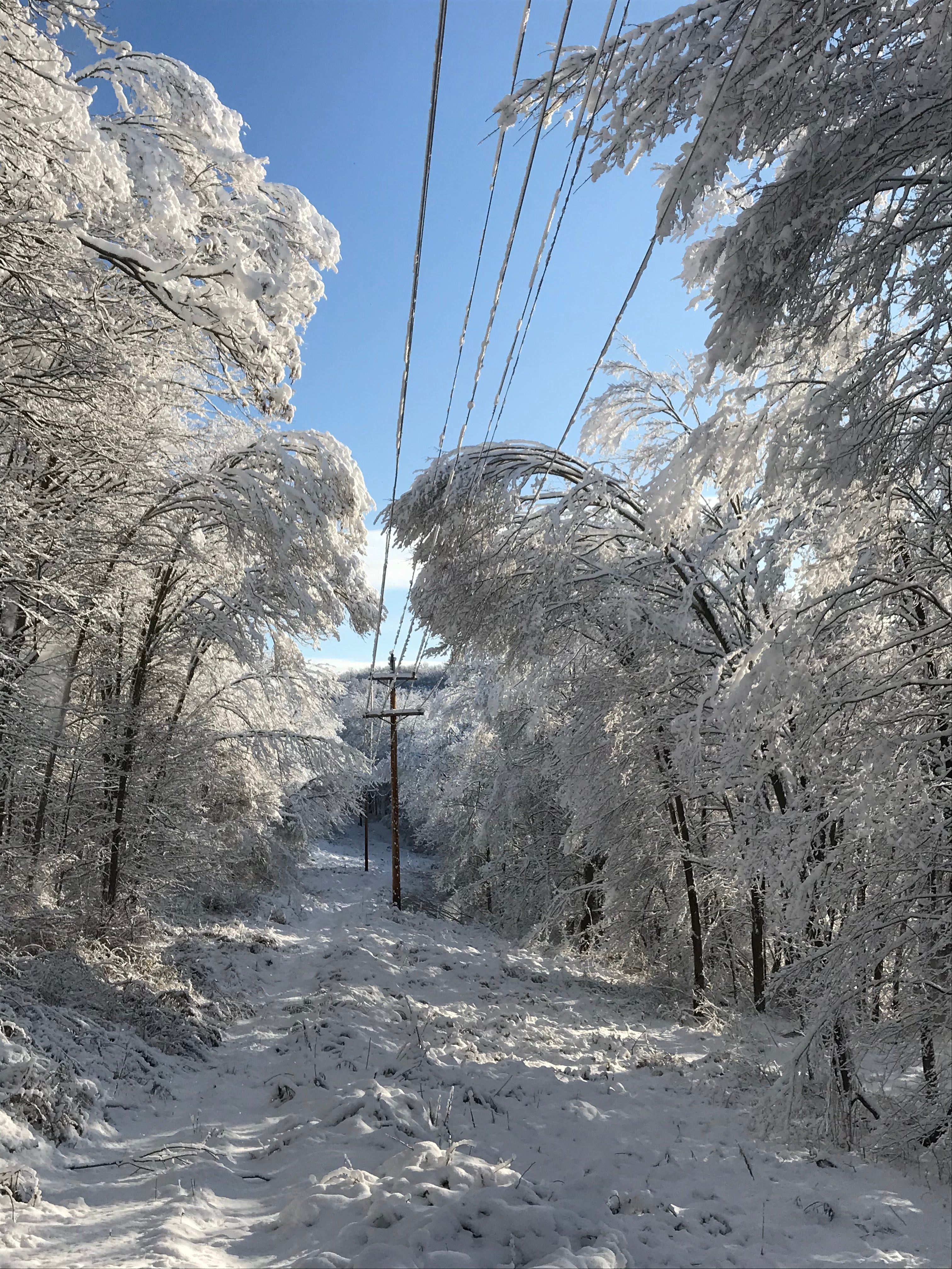 Frozen trees droop over power lines in SREC's right-of-way