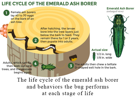 An image showing both the life cycle of the emerald ash borer and the behaviors that the bug does in each stage. 1.) Female ash borers lay 40 to 70 eggs on the bark of an ash tree. 2.) After hatching, the larvae bore into the tree layers just below the bark to feed. They remain there for 1 or 2 years, then pupate into adults. 3.) The adults then chew a telltale D-shaped exit hole in the bark. 4.) Adults which can fly, then seek out new trees, and the process begins again.