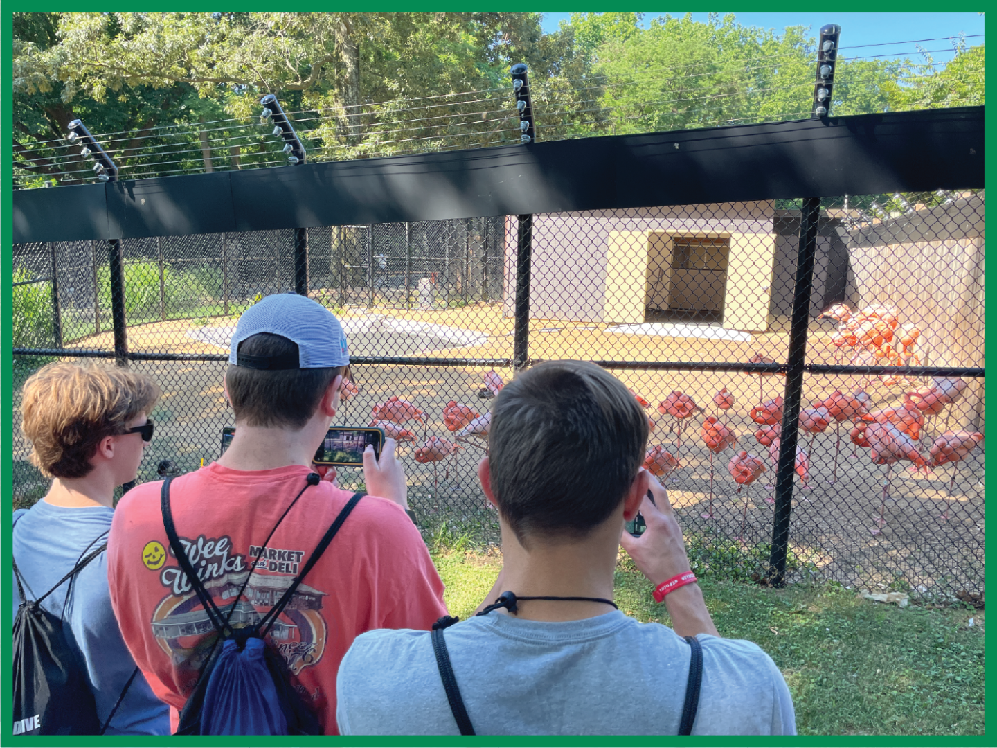 2024 Youth Tour students take photos of flamingos at the National Zoo