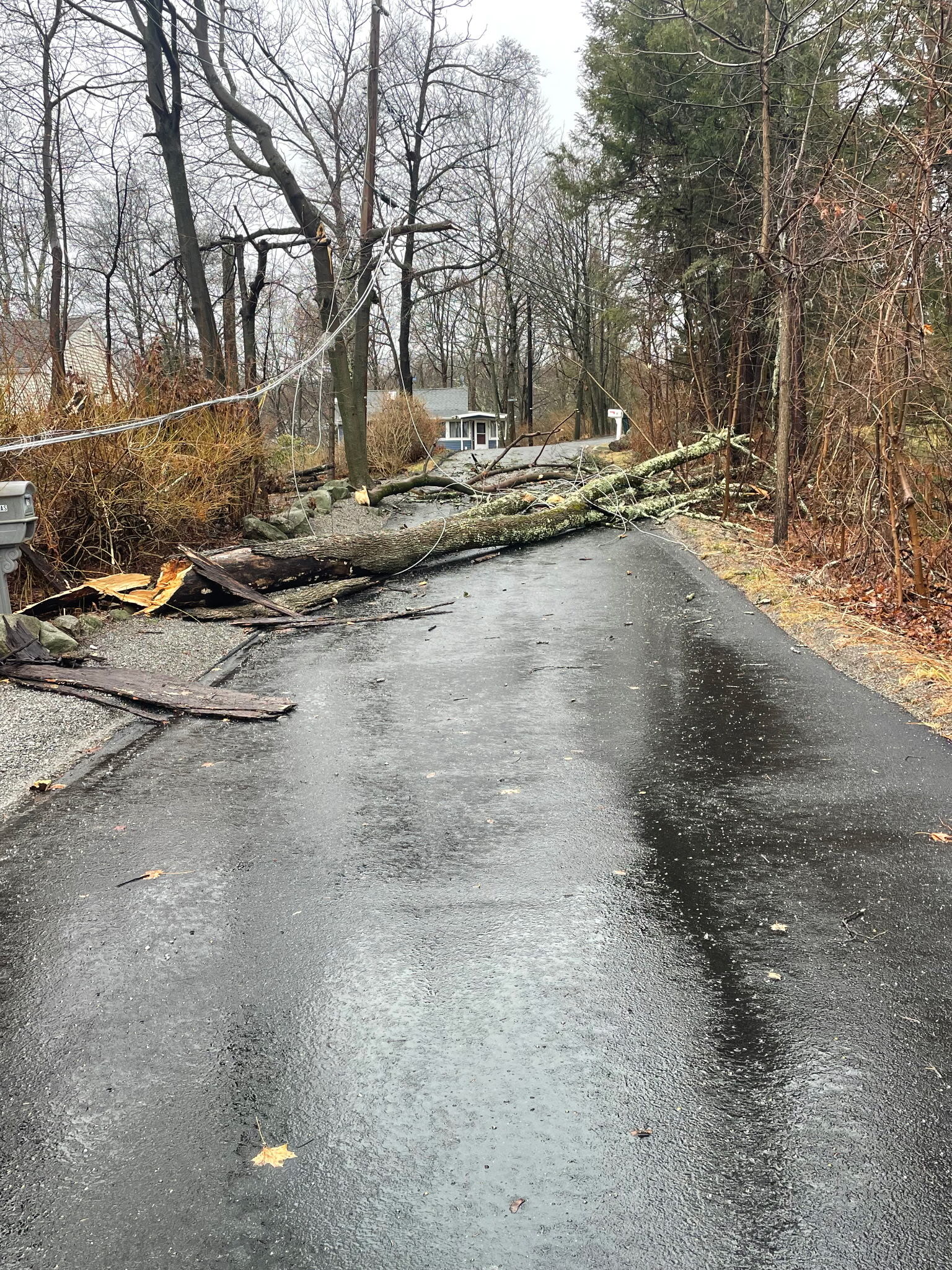 Photo of a tree fallen across the road, taking down utility power lines