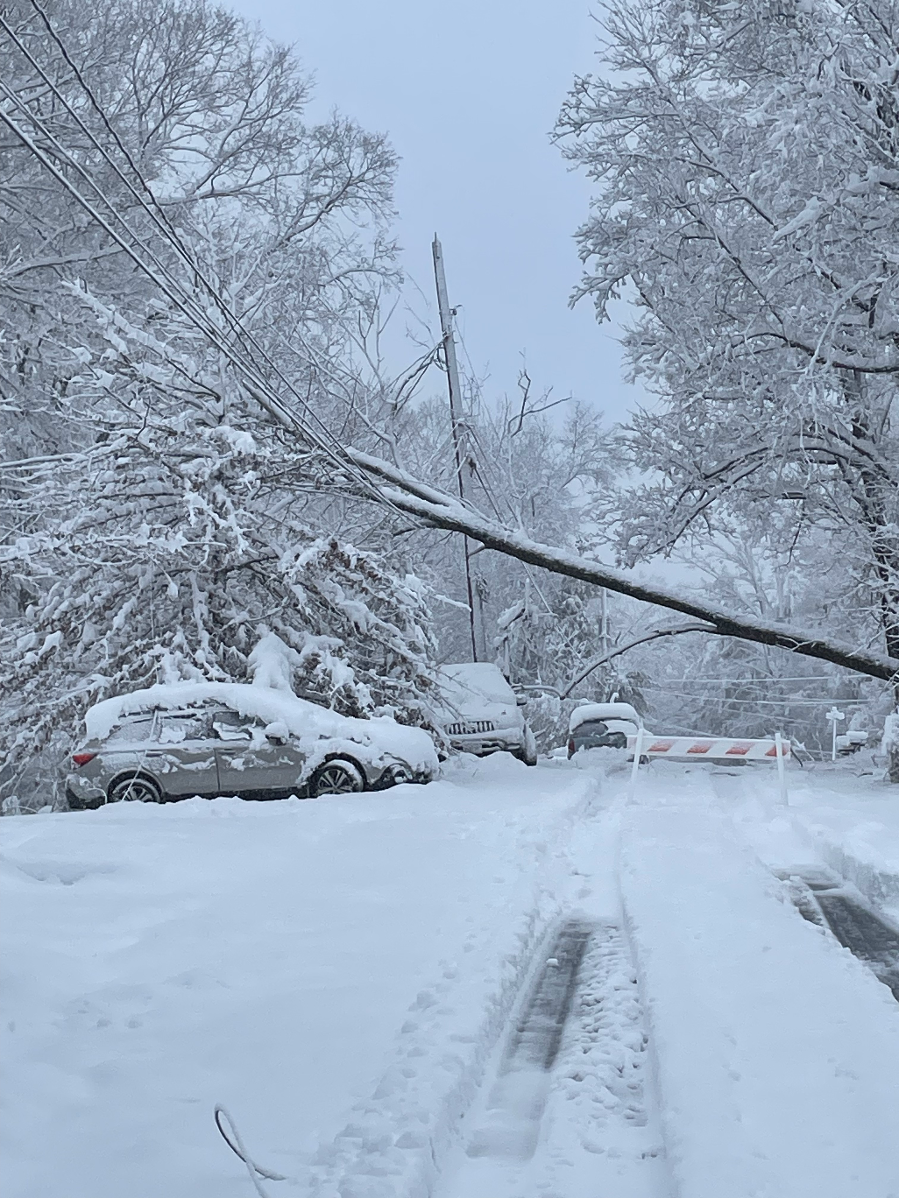 A large tree knocked down by snow lays down on Sussex REC power lines