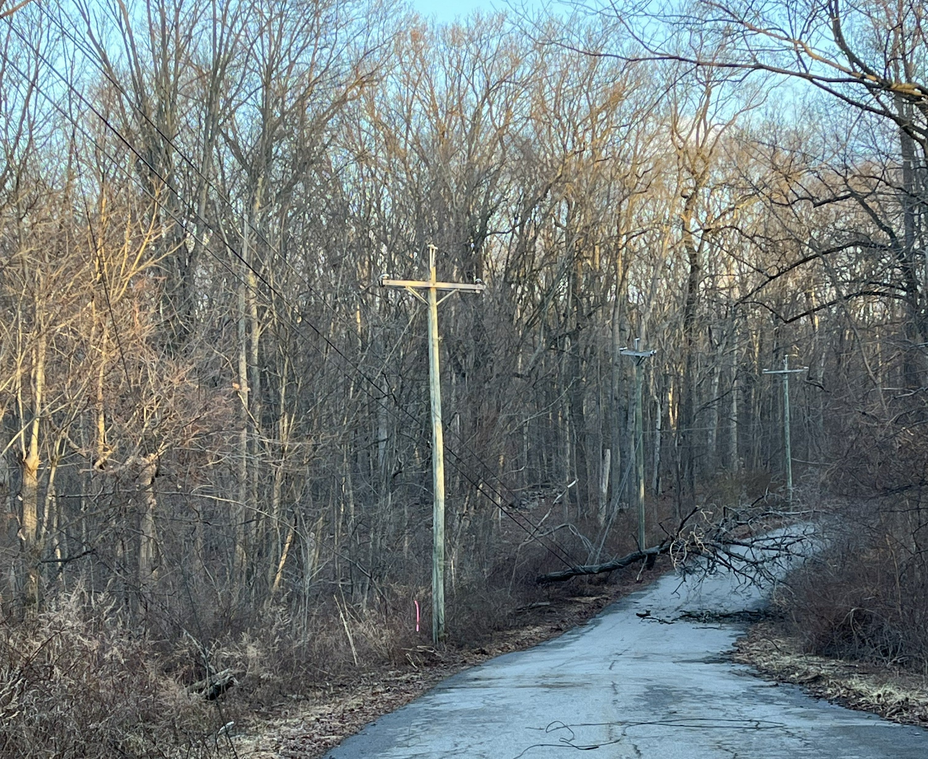 Photo showing a fallen tree and branches weighing down power lines onto the ground