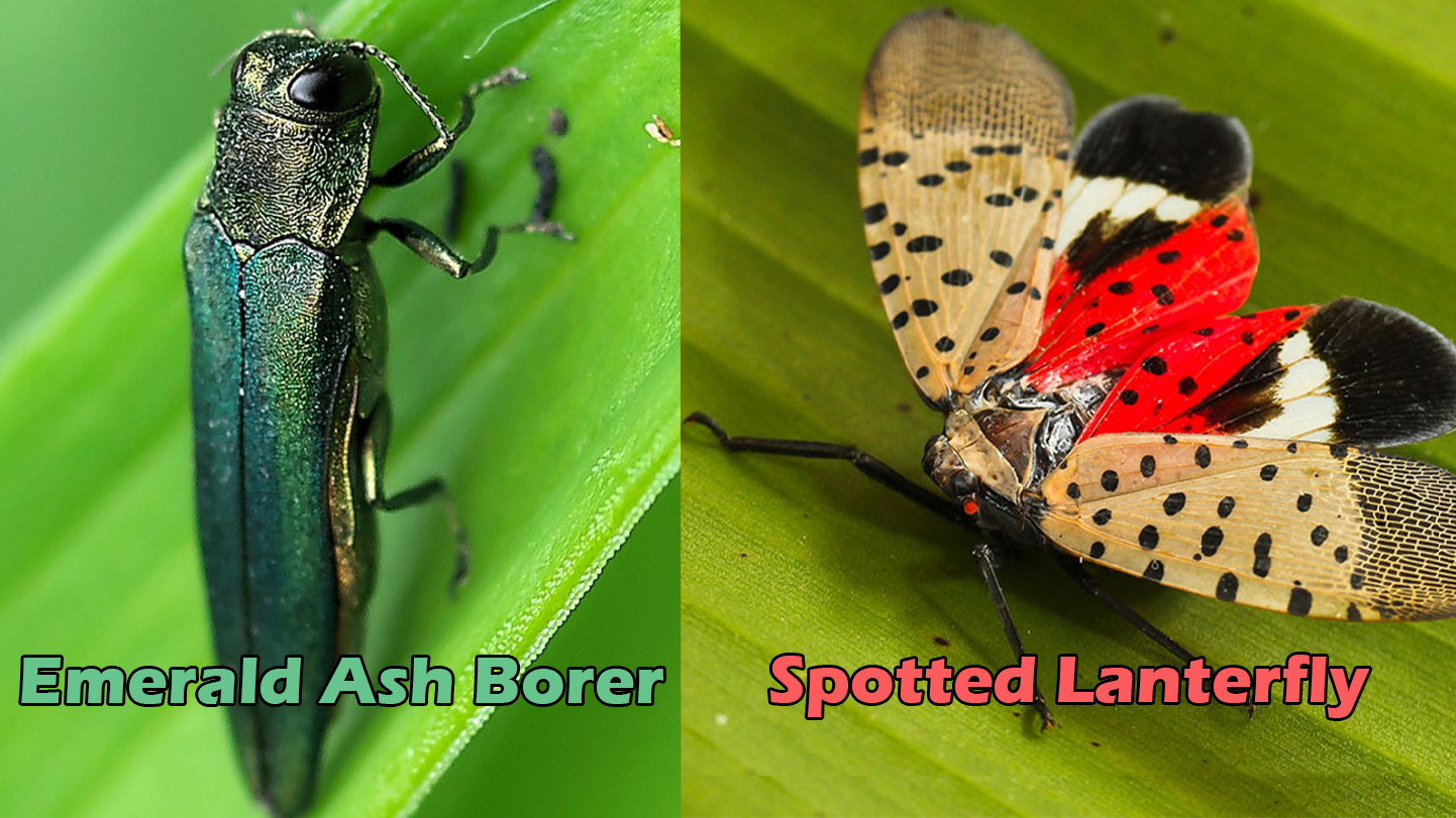 Side-by-side image of the emerald ashe borer and the spotted lanternfly, two invasive pests spreading in our area