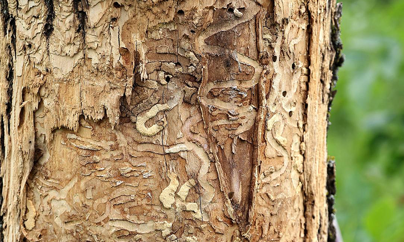 Photo of an ash tree affected by emerald ash borers, which is evident by the curvy patterns left on the tree