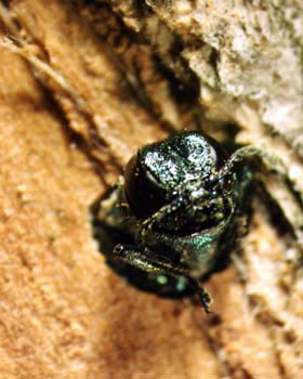 Photo of an emerald ash borer emerging from the bark of an ash tree