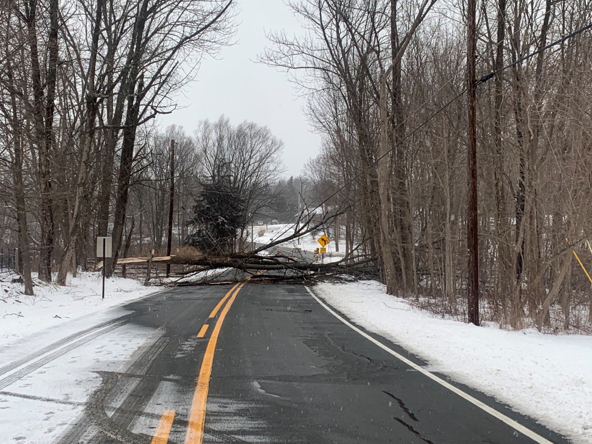 A fallen tree lays across Wykertown Road, having taken down overhead power lines