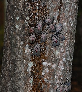 Spotted Lanternfly on Tree