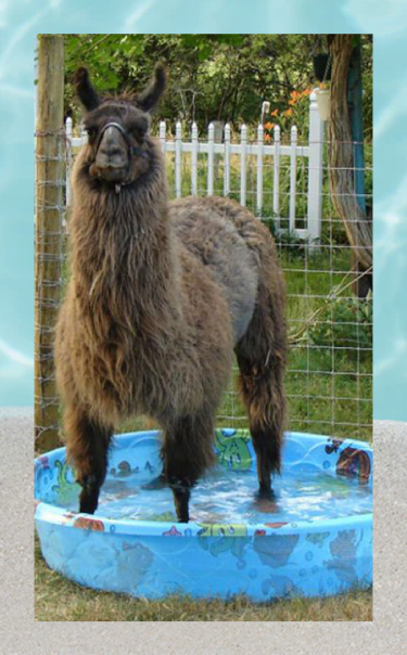 Summer Animals - Alpaca