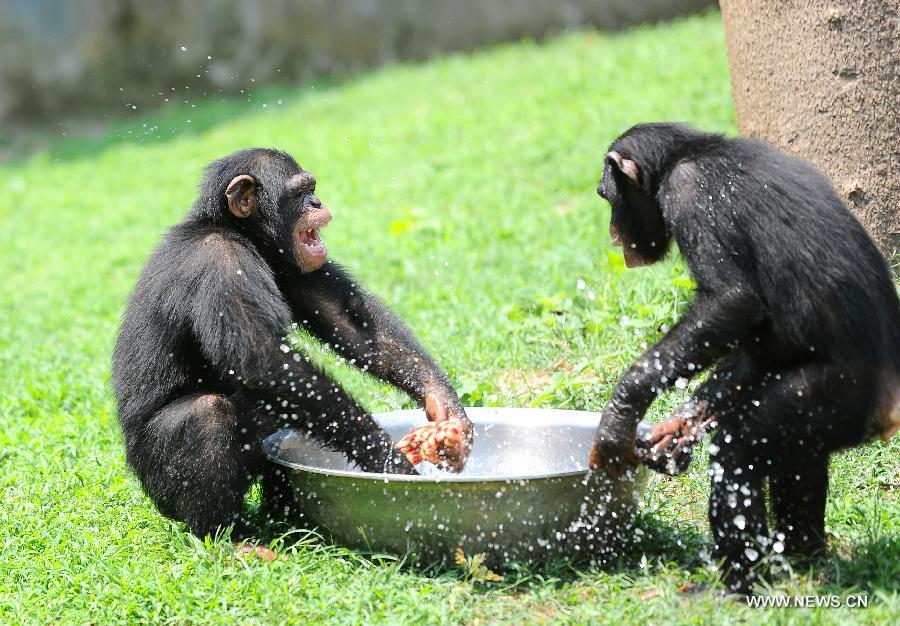 Apes splashing