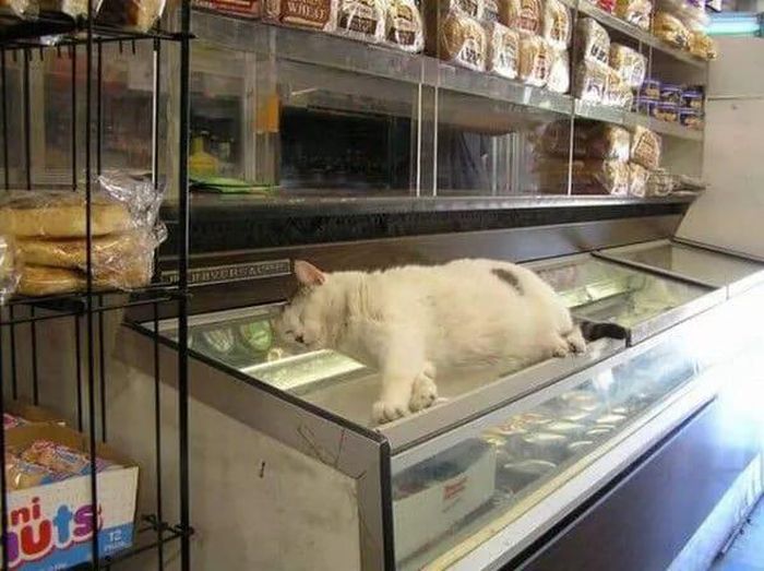 Cat against freezer