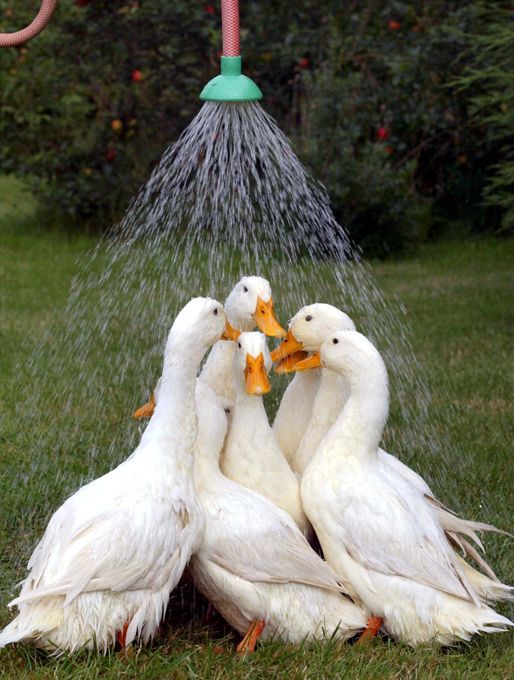 Watering ducks
